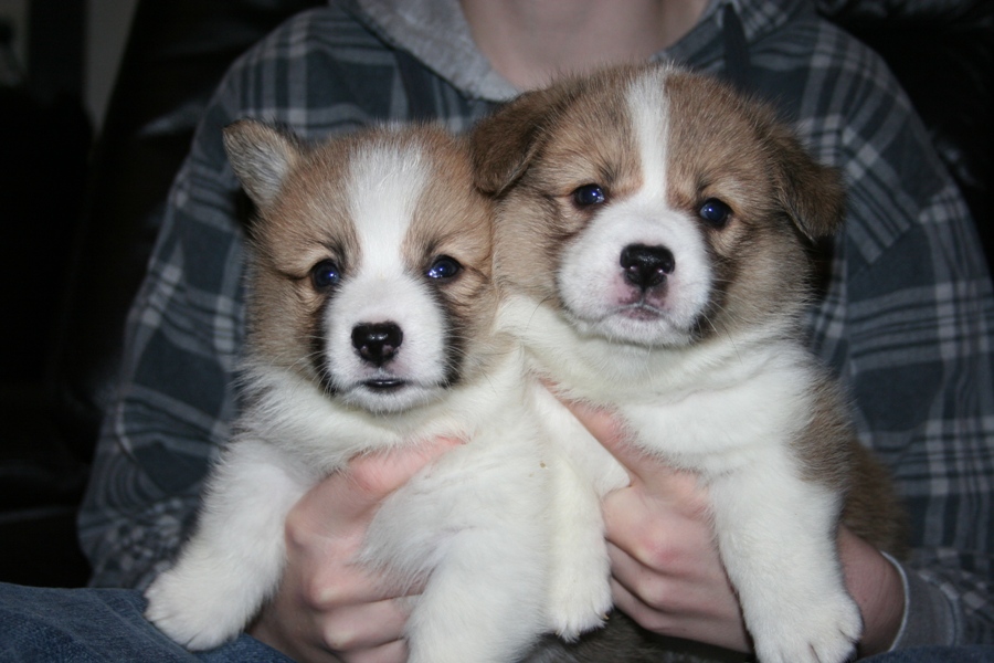 Puppies